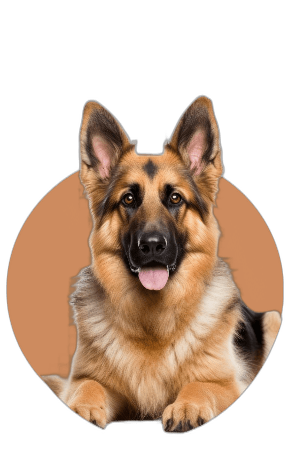 Dogs products and supplies