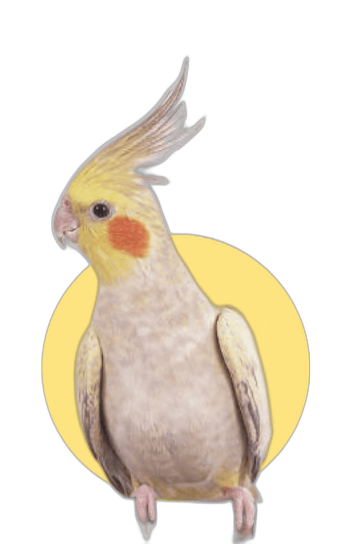 Birds products and supplies